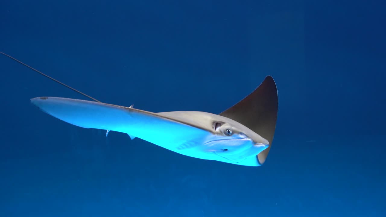 mantarraya nadando libremente en el acuario de agua azul