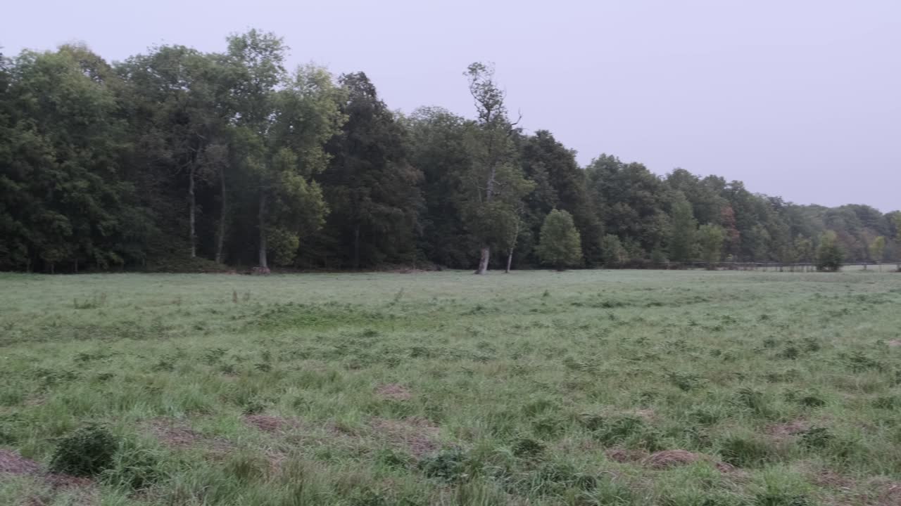 campo abierto con línea de árboles forestales en francia durante el invierno