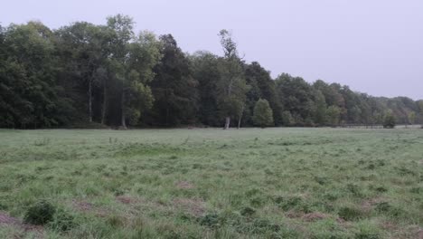 open-field-with-forest-tree-line-in-France-during-winter