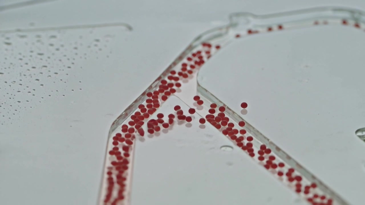Pushing red bead train navigating Y-junction on clear chip in lab, pressure driving splitting