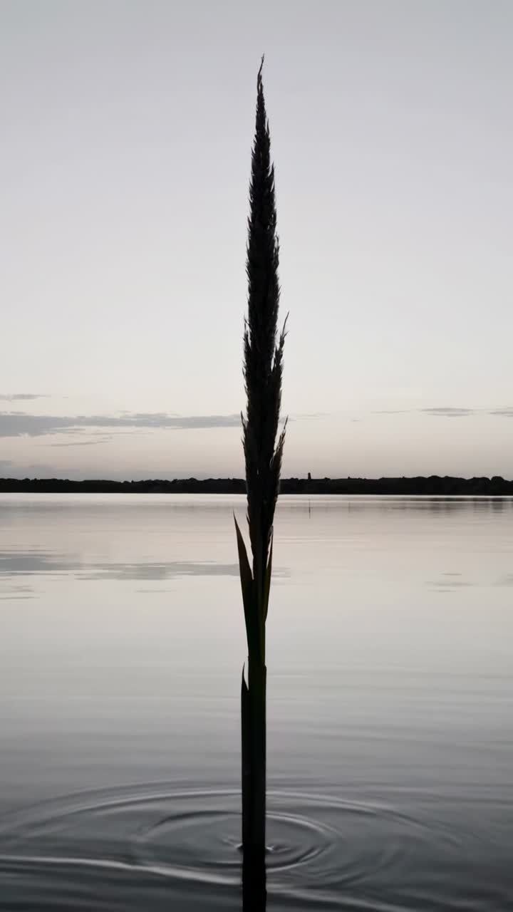 Vertical video: Rippling water around reed stalk at dusk, base disturbance forming expanding rings