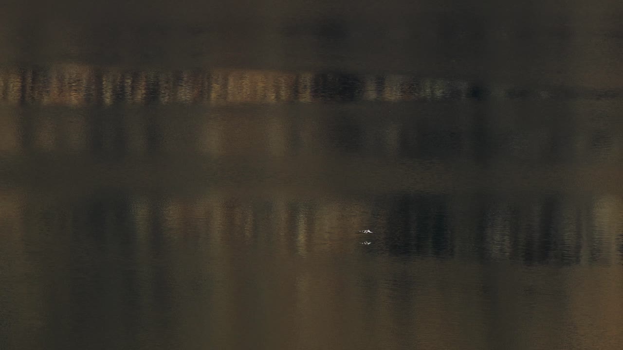 A bird gracefully flies over Lake Moke in Queenstown, New Zealand, during a serene dusk, captured with smooth camera movement