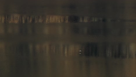 a bird gracefully flies over lake moke in queenstown, new zealand, during a serene dusk, captured with smooth camera movement