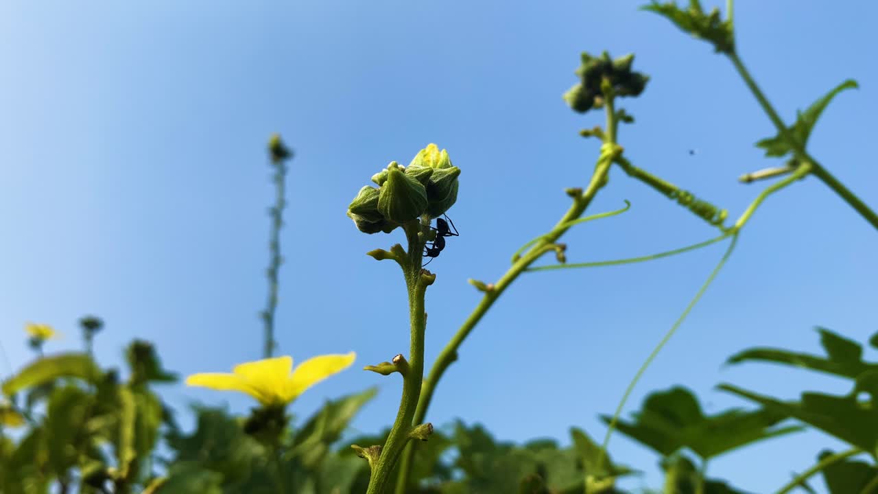 Black Carpenter ant on yellow budding flower stem in vegetable garden - static shot