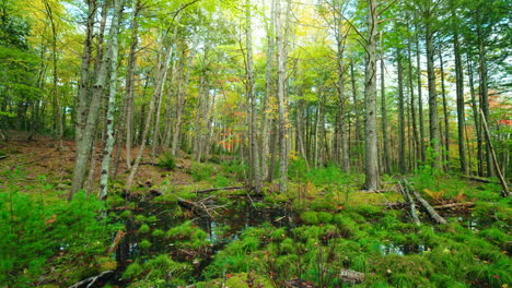 panoramic view of green lush foliage forest. vibrant nature. bright blue sky. peaceful serene landscape. seasonal colors change.