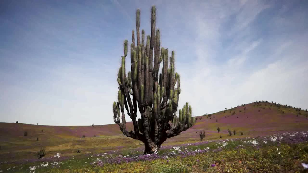 The Atacama Blooming Desert, an unusual phenomenon in the driest desert on the planet.