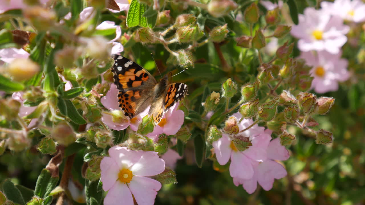 Una colorata farfalla vanessa del cardo che si nutre di nettare e aiuta con l'impollinazione di fiori selvatici rosa durante una fioritura in California.
