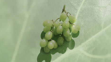 Composición-De-Uvas-Blancas-Sobre-Fondo-De-Hojas-Verdes.