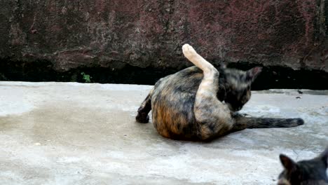 striped  kitten cat licking and cleaning