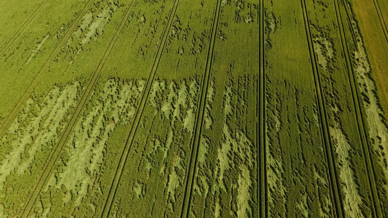 Dense green grain field with long curving tractor lines, aerial showing plant growth