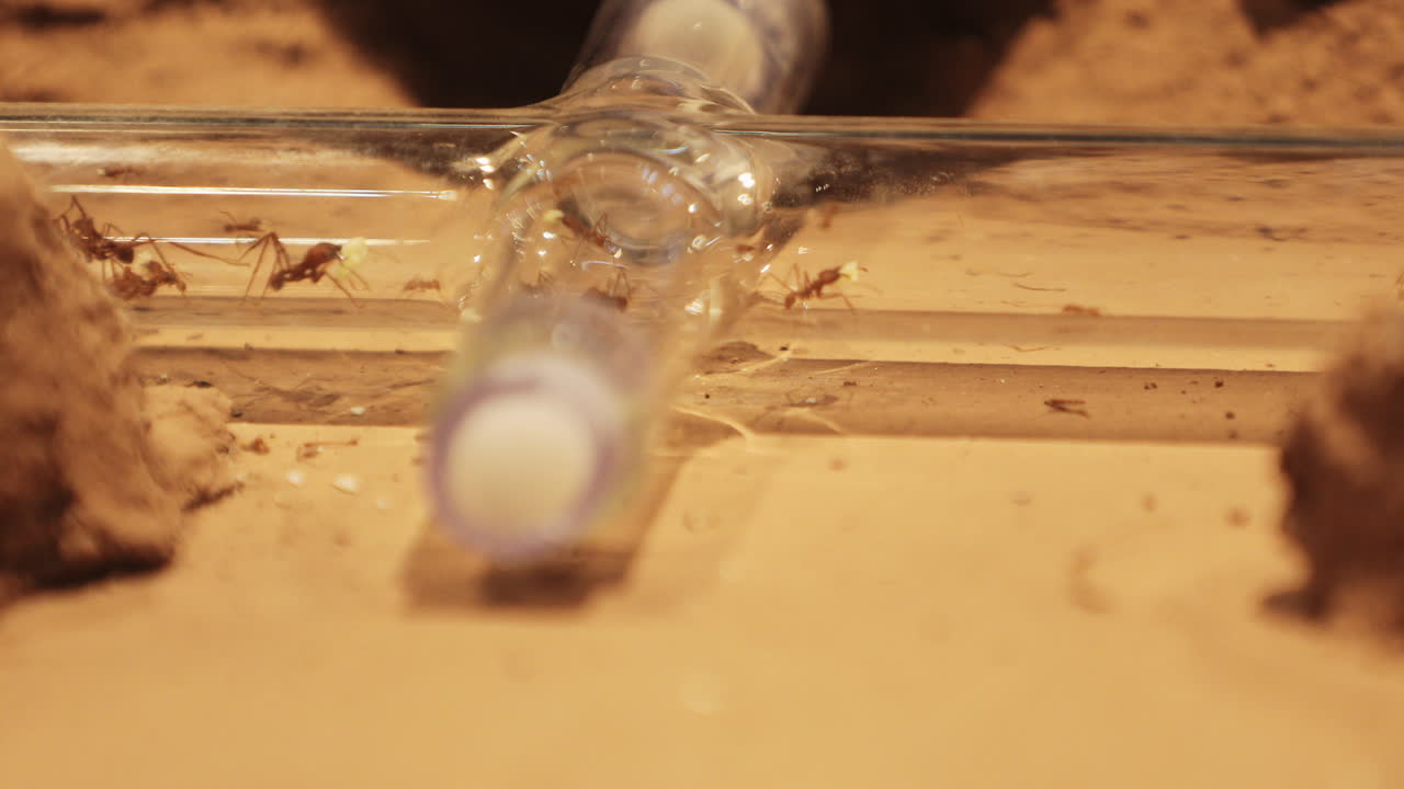 잎꾼개미가 개미집 방 사이의 유리관을 따라 걸어가고 있습니다.