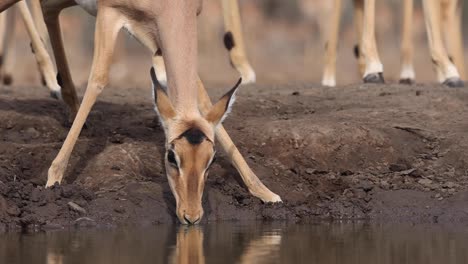 low-angle close-up clip of two impala drinking in mashatu game reserve, botswana