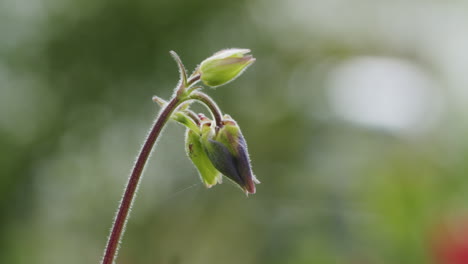 Close-up-shot-of-a-closed-lily-flower-growing-in-the-garden