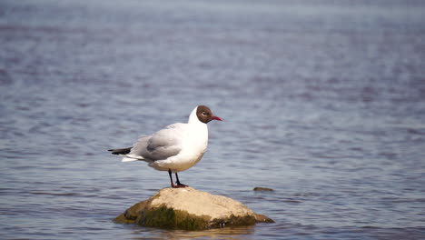 black-headed gull on a rock