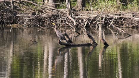 pasando por un cormorán de doble cresta encaramado y tomando el sol en un árbol caído en un río