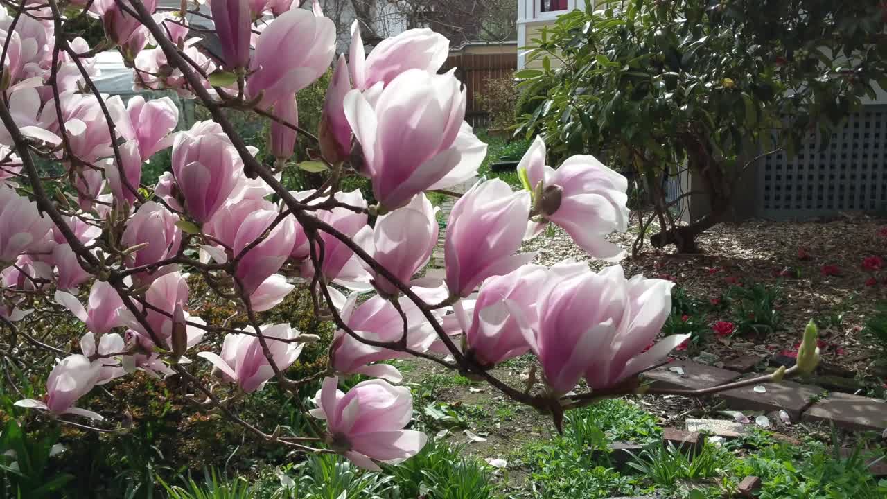 la magnolia japonesa rosa y blanca florece en un día de primavera