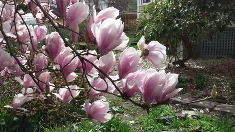 pink and white japanese magnolia blooms on a spring day