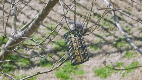 tufted titmouse en un comedero para pájaros sebo durante el final del invierno en carolina del sur