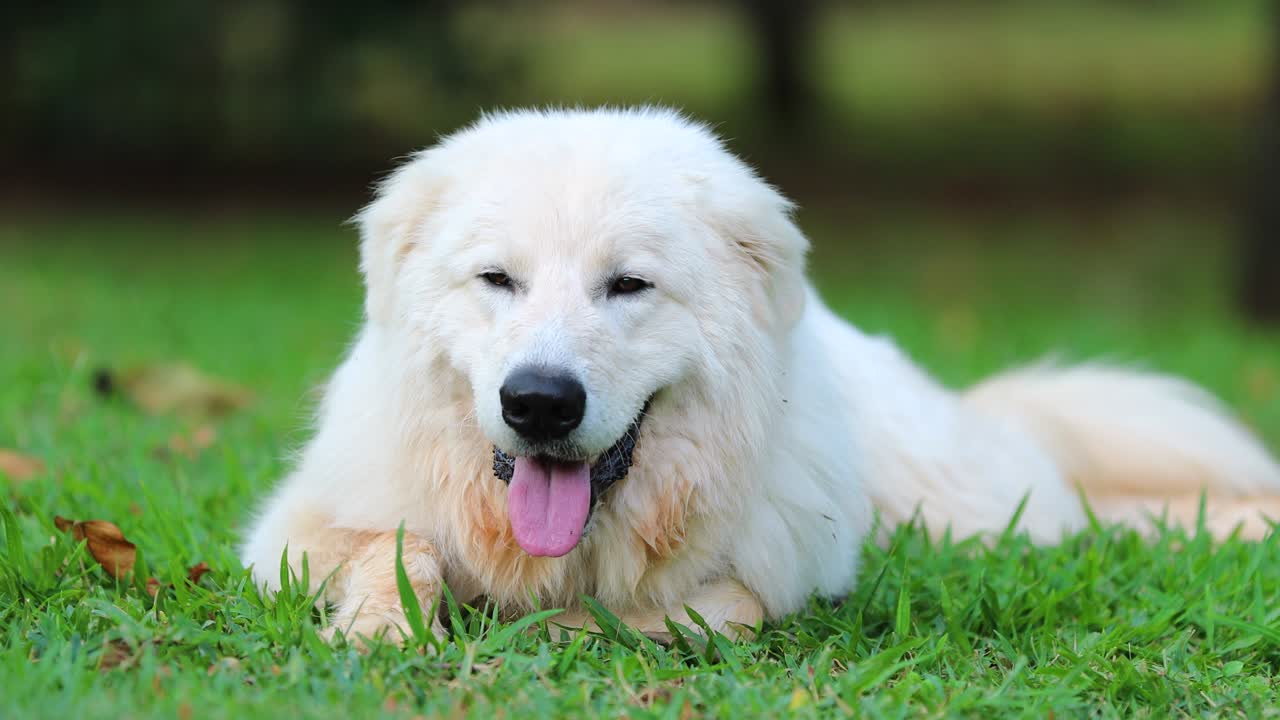 대처럼 보이는 아름다운 순수한 품종의 개, 초상화 4k 해상도로 카메라를 바라보고 있습니다.