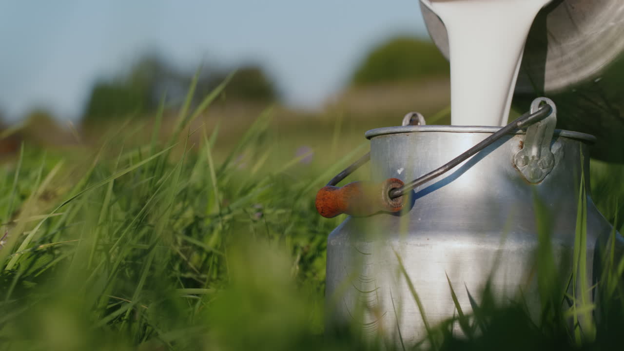 miilkman은 우유를 캔에 붓습니다.