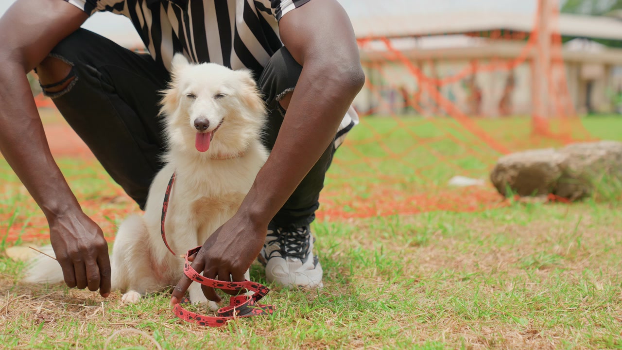 Uomo accovacciato con il cane in un parco, mentre aggiusta guinzaglio e collare. Mani delicate sul piccolo compagno bianco e soffice, con la calda luce del giorno su un prato verde. Una connessione rilassata e un abbigliamento casual in un accogliente parco urbano.