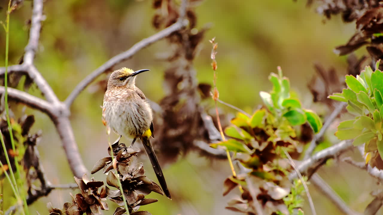 Close-up frontal view of alert Cape Sugarbird perched in protea bush, Fernkloof