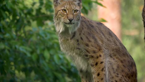 Close-up-of-Epic-Eurasian-lynx-surrounded-by-thick-green-vegetation-in-Sweden,-Lappland