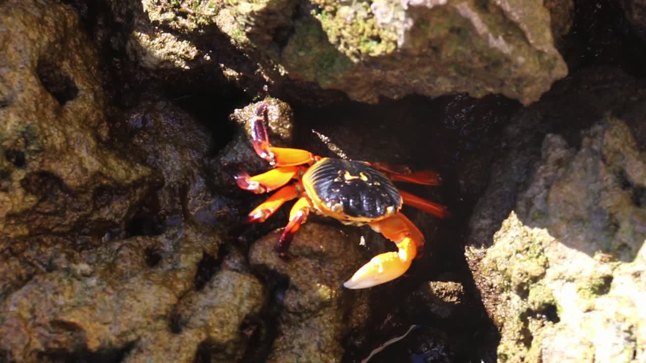 바위 웅덩이에 있는 게 바위 웅덩이에서 작은 미네랄을 따서 먹는 모습