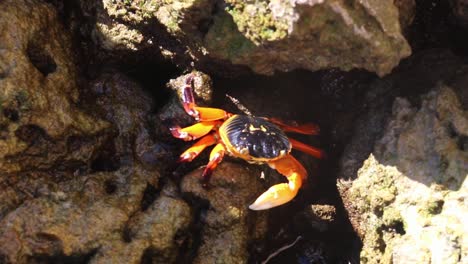 cangrejo en un estanque de rocas recogiendo y comiendo pequeños minerales de un estanque de rocas
