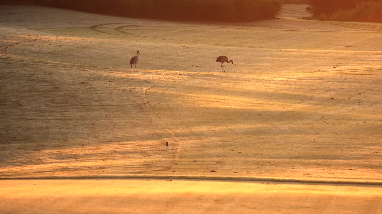 pareja de grullas canadienses en el campo de oro a primera hora de la mañana luz dorada