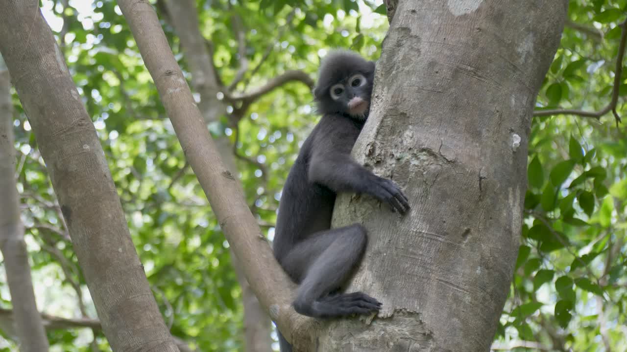 mono de hoja oscura o langur de anteojos descansando en el árbol