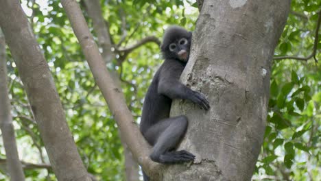 scimmia dalle foglie scure o langur dagli occhiali che riposa sull'albero