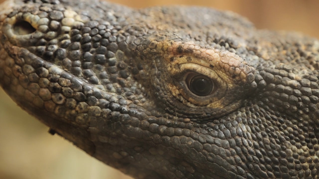 Komodovaranens ansigt