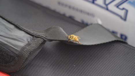 small curious honey bee walking on man made material, macro shot