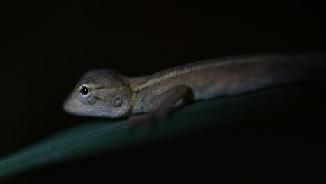 the oriental garden lizard is also called the eastern garden lizard, bloodsucker and changeable lizard