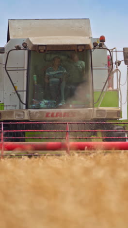 combine harvesting in yellow wheat field. golden land farming by combine. vertical video
