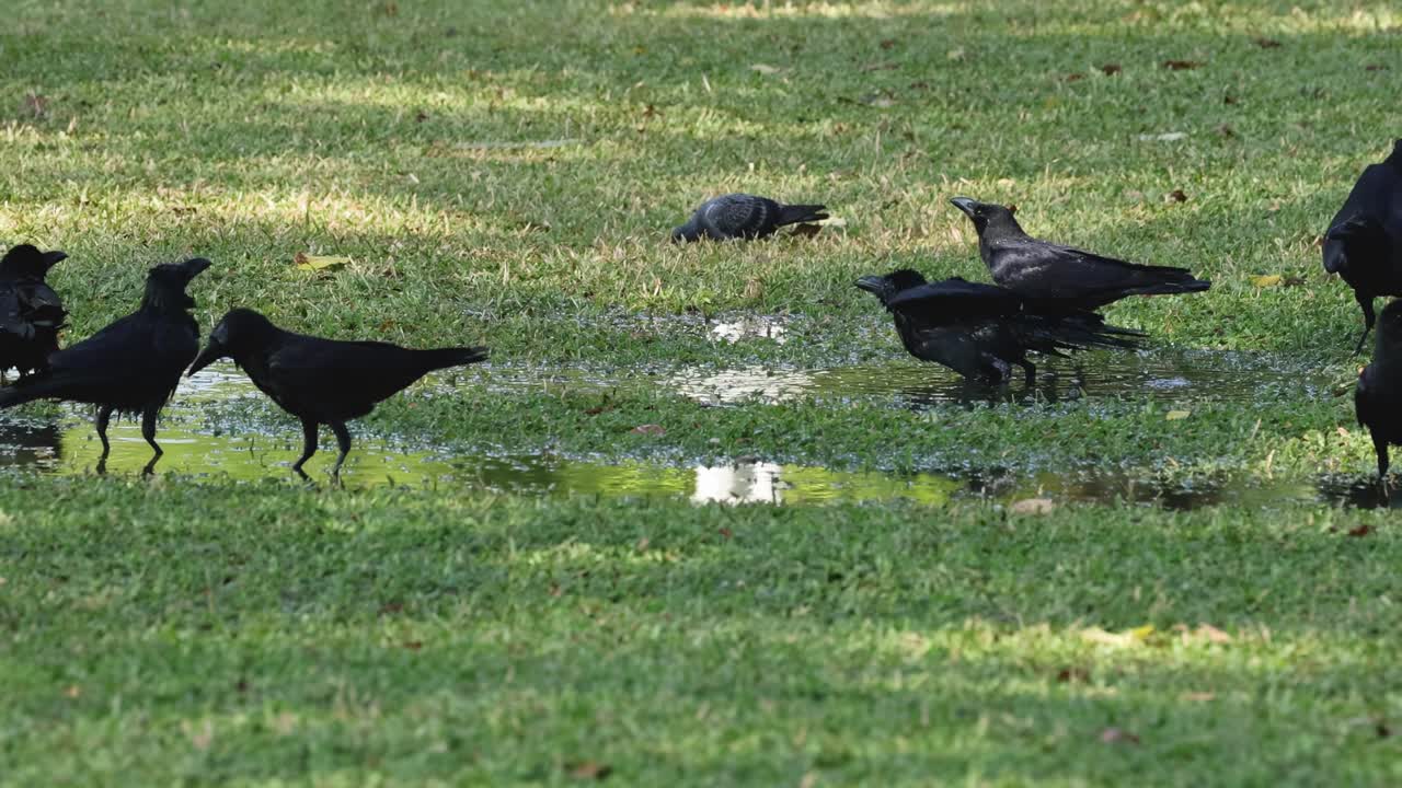 Crows and pigeons explore and forage on a sunlit, wet grassy area in a park.