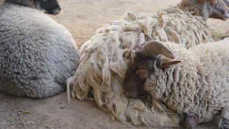 Sheep-resting-inside-farm,-dolly-forward-view