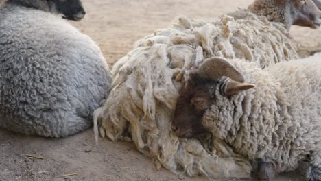 sheep resting inside farm, dolly forward view