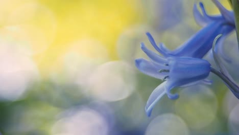 Blue,-small,-spring-flowers-with-selective-focus,-close-up-of-single-flower,-blurry,-yellow,-green-background-with-bokeh,-shallow-DOF