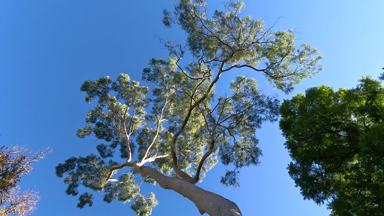 Trees swaying under a clear blue sky