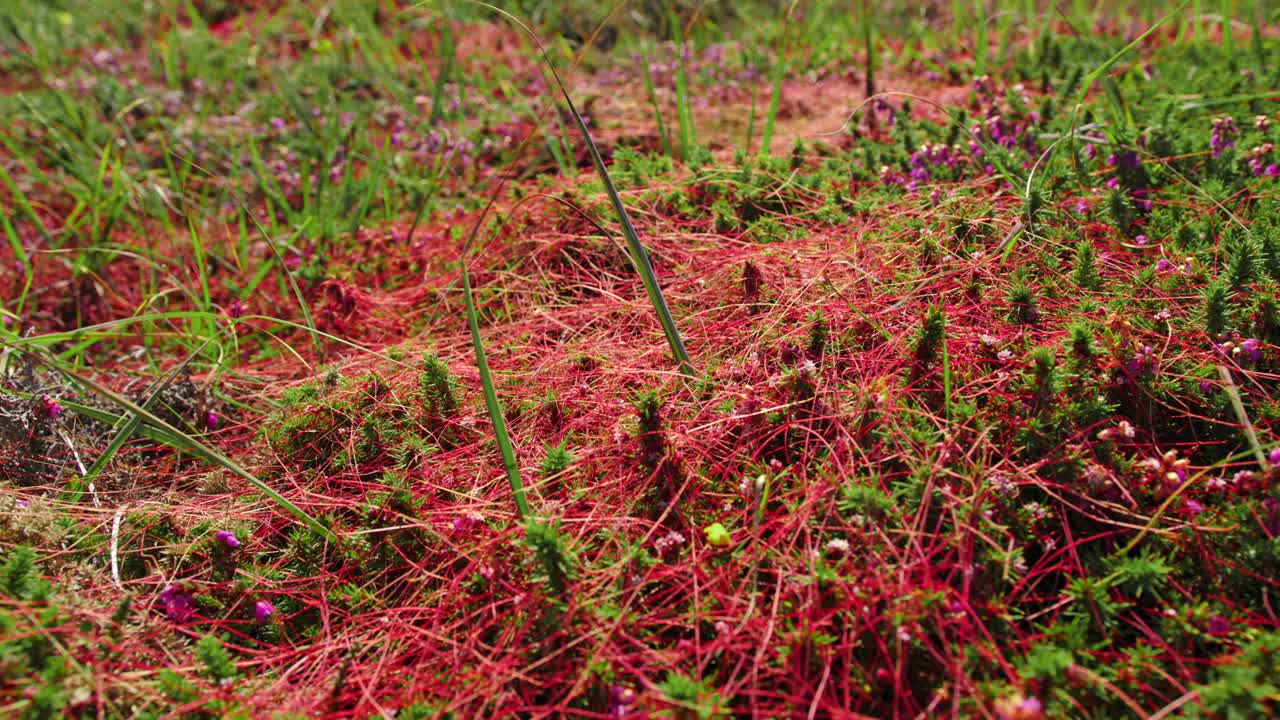 Parasitic plant called Cuscuta epiphytum growing on green meadow, handheld