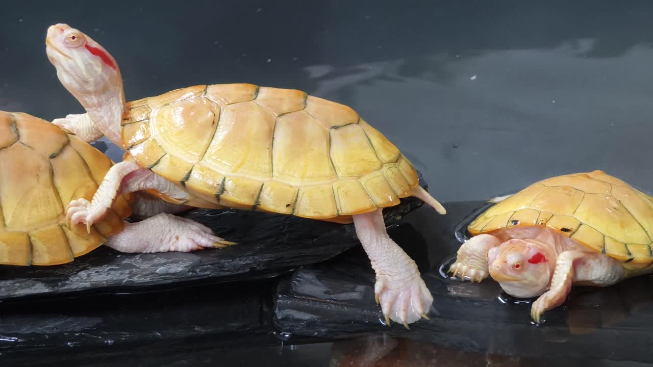 Three Baby Yellow Turtles