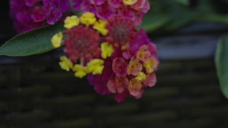 moving upward across the planter of various flowers