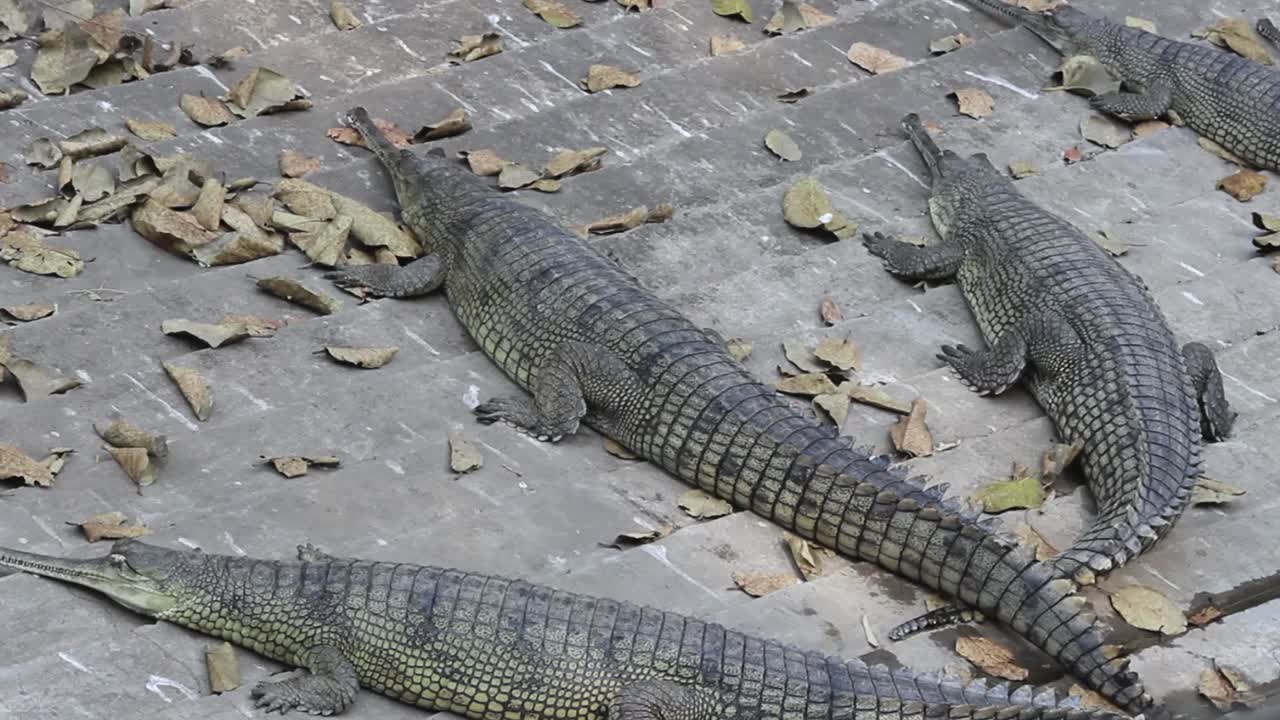 clip de cocodrilos descansando en el zoológico de indore, madhya pradesh, india