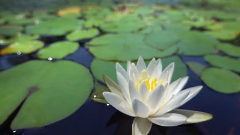 Weiße-Seerose,-Die-In-Der-Sommersonne-Leuchtet