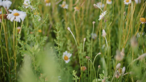 una abeja recoge el polen en un prado de flores