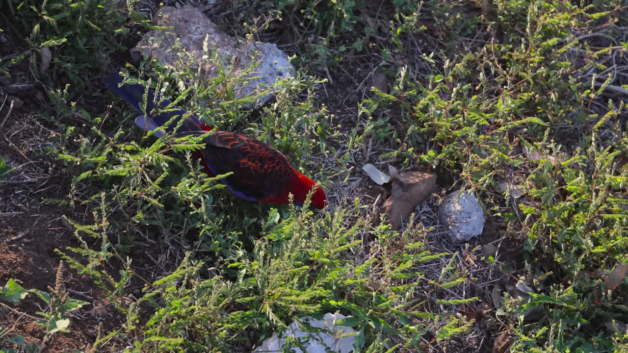 자연 서식지에서 먹는 크림슨 로젤라