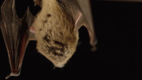 a brown bat isolated on black background