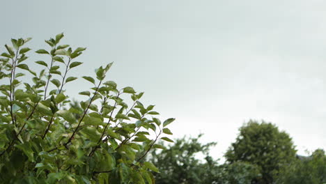 árbol-Y-El-Video-De-Fondo-Del-Cielo-En-Un-Día-Lluvioso-Y-Nublado-Al-Mediodía-En-El-Patio-Trasero-Y-El-Pueblo